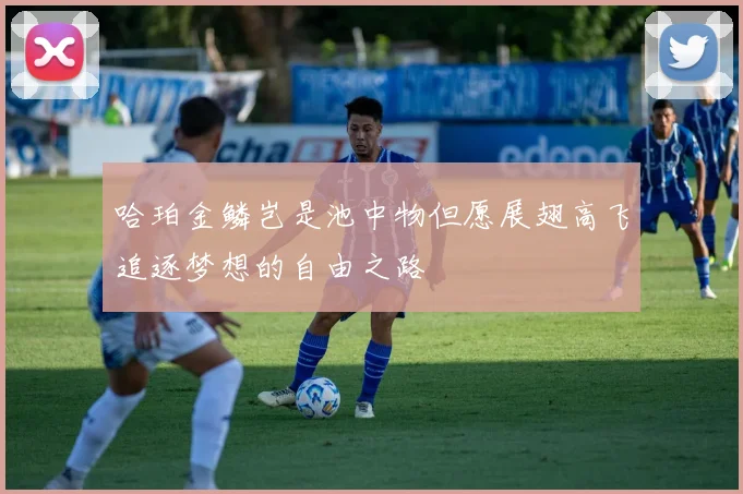 哈珀金鳞岂是池中物但愿展翅高飞追逐梦想的自由之路